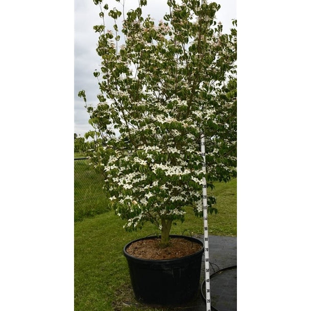 Japansk blomsterkornell – Cornus kousa 'Milky Way' - C280 200-250 cm. Sol